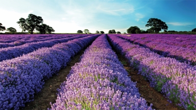 Tranh vườn hoa- gạch tranh 3D