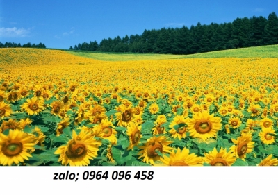 Tranh gạch 3d hoa cỏ đồng quê - SXNBN09