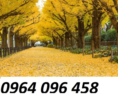 Tranh gạch 3d cây lá vàng - CX3