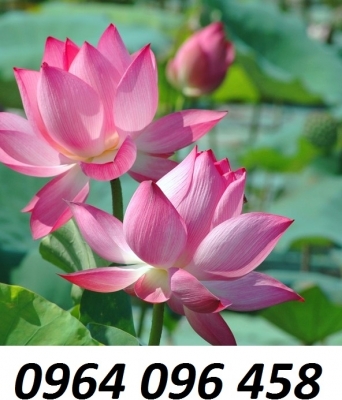 Tranh gạch 3d hoa sen - MCB64