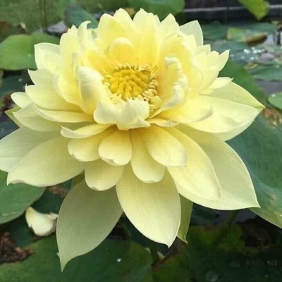 Tranh gạch 3d hoa sen vàng - 93XC
