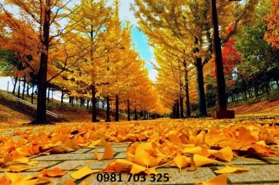 Gạch tranh 3D- tranh phong cảnh lá vàng