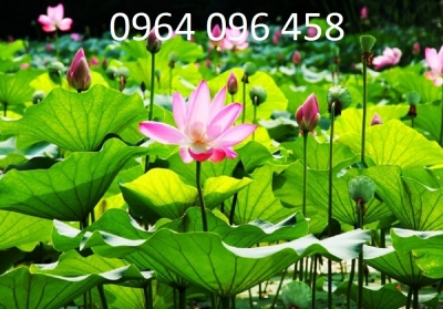 Tranh gạch 3d hoa sen - SXMM65