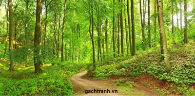 Tranh gạch rừng cây 3d - KNBC6