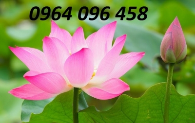Tranh gạch 3d ốp tường hoa sen - SDF53