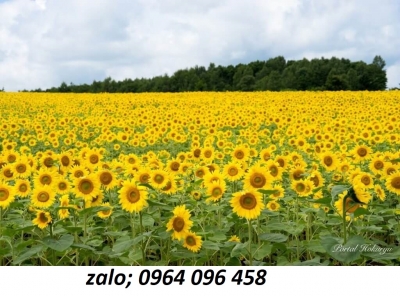 Tranh gạch 3d vườn hoa thiên nhiên - 9876CN