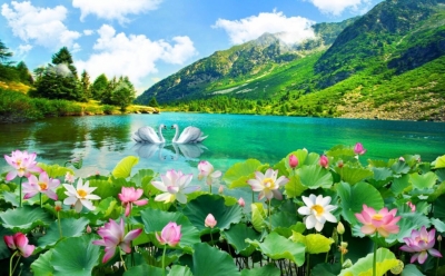 Tranh gạch 3d hoa sen ốp tường - 9000CM