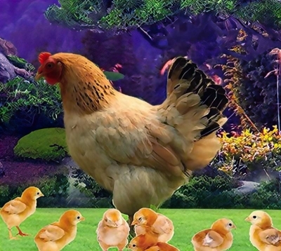 Tranh gạch 3d con gà - gạch tranh 3d con gà - FGH85