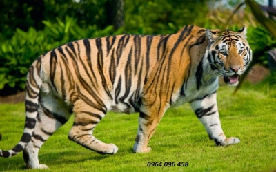 Tranh gạch 3d con hổ - SCBB955