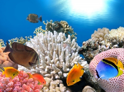 Tranh gạch 3d ốp bể bơi - SJKN5